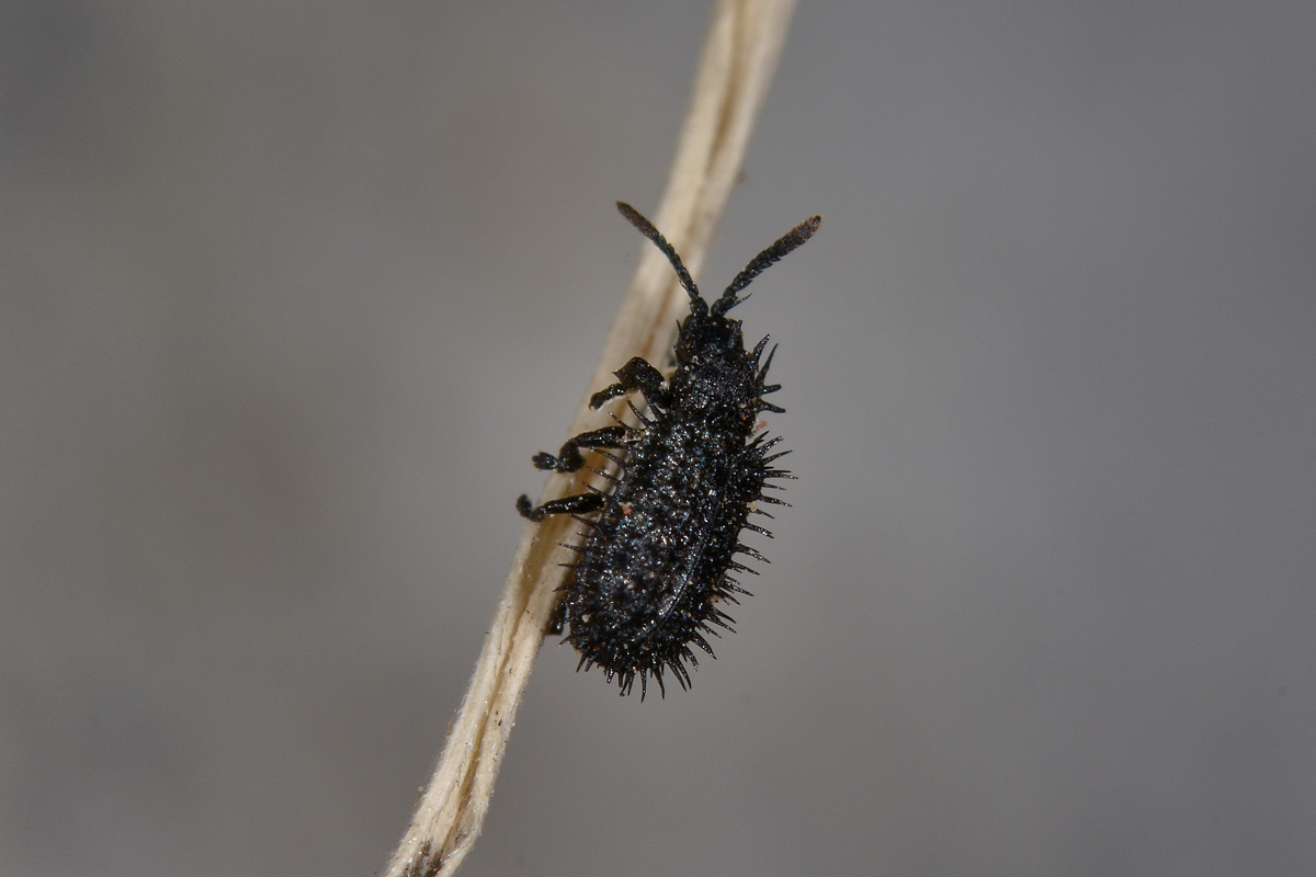 Chrysomelidae: Hispa atra? S.